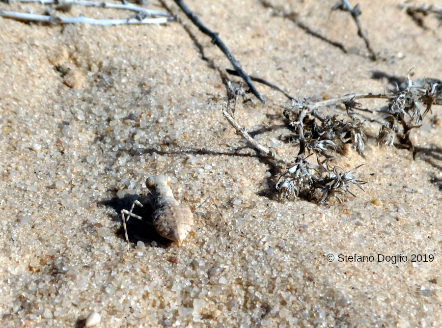 Da identificare, dal profondo sud marocchino